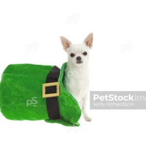 White Chihuahua Dog sitting inside of a large green St Patricks Day hat, isolated on a white background.