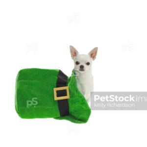 White Chihuahua Dog sitting inside of a large green St patricks Day hat, isolated on a white background.