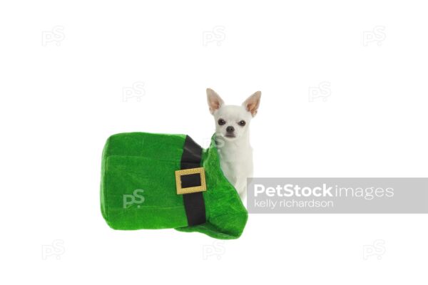 White Chihuahua Dog sitting inside of a large green St patricks Day hat, isolated on a white background.