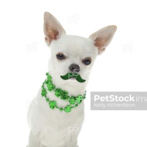 White Chihuahua Dog wearing a green mustache and a shamrock St Patricks Day necklace,  isolated on a white background.