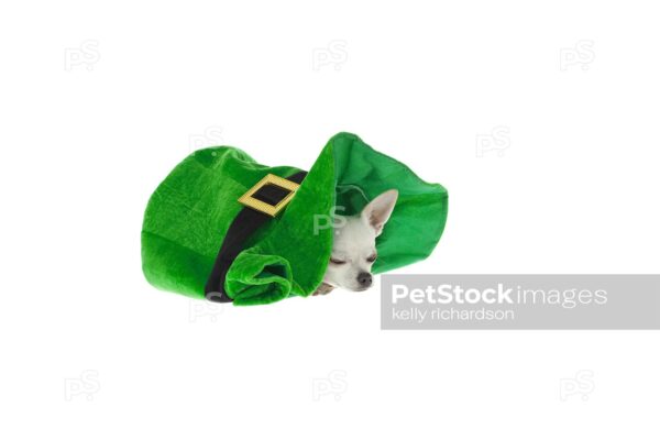 Sleeping White Chihuahua Dog sitting inside of a large green St patricks Day hat, isolated on a white background.