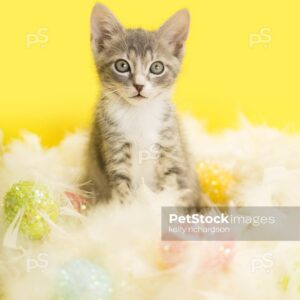 Gray and white kitten laying inside of a feather easter wreath with pastel eggs, yellow background.