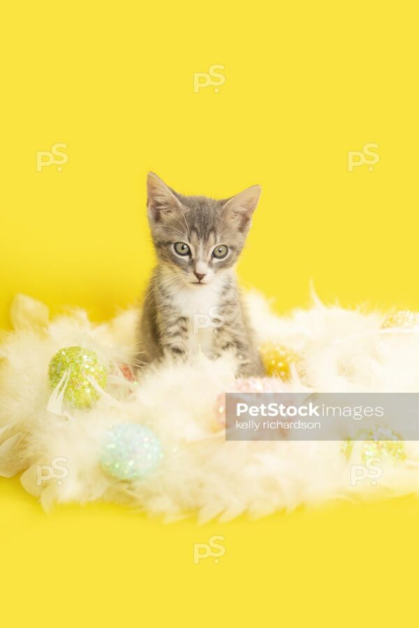 Gray and white kitten laying inside of a feather easter wreath with pastel eggs, yellow background.