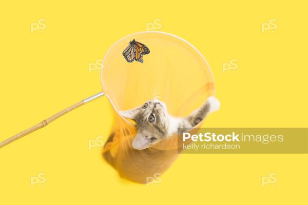 Gray and white tabby Kitten in yellow butterfly net, yellow background.