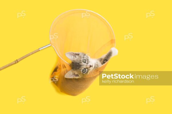 Gray and white tabby Kitten in yellow butterfly net, yellow background.