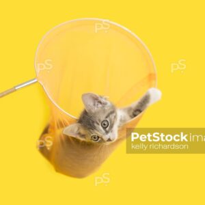 Gray and white tabby Kitten in yellow butterfly net, yellow background.