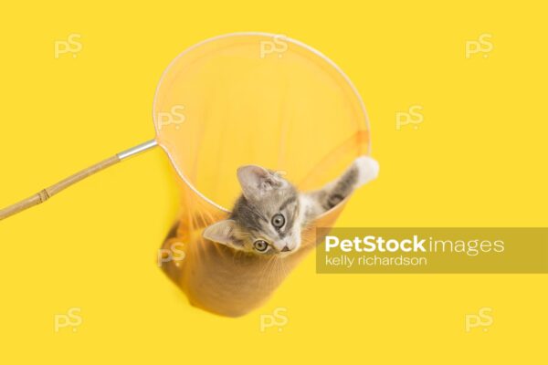 Gray and white tabby Kitten in yellow butterfly net, yellow background.