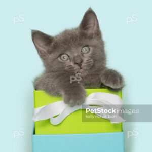 Kitten inside blue and green gift box with white bow, blue background.