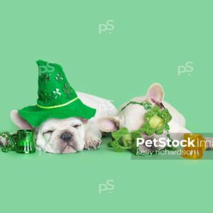 Two white french bulldogs celebrating St. Patricks Day together wearing leprechaun costumes: bow ties, necklaces, beads, glasses and more on green background.