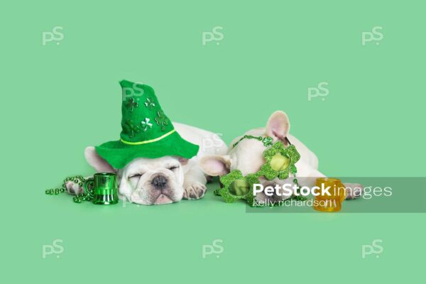 Two white french bulldogs celebrating St. Patricks Day together wearing leprechaun costumes: bow ties, necklaces, beads, glasses and more on green background.