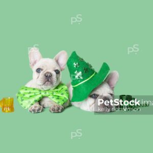 Royalty Free Photo of a Two white french bulldogs celebrating St. Patricks Day together wearing leprechaun costumes: bow ties, necklaces, beads, glasses and more on green background.