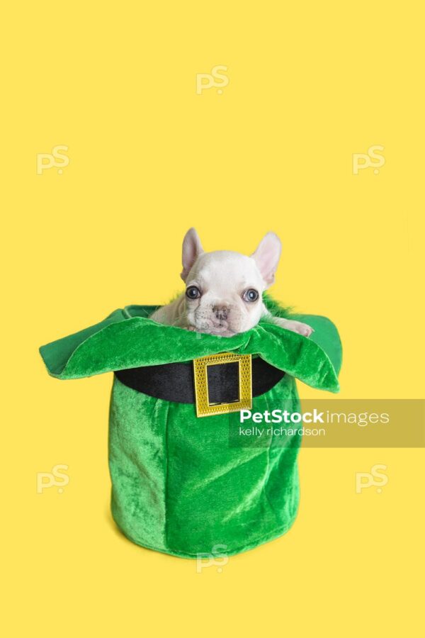 White French Bulldog puppy celebrating St. Patricks Day sitting inside of a green leprechaun hat, yellow background.