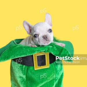 White French Bulldog puppy celebrating St. Patricks Day sitting inside of a green leprechaun hat, yellow background.