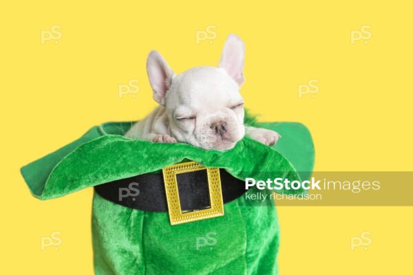 White French Bulldog puppy celebrating St. Patricks Day sleeping inside of a green leprechaun hat, yellow background.