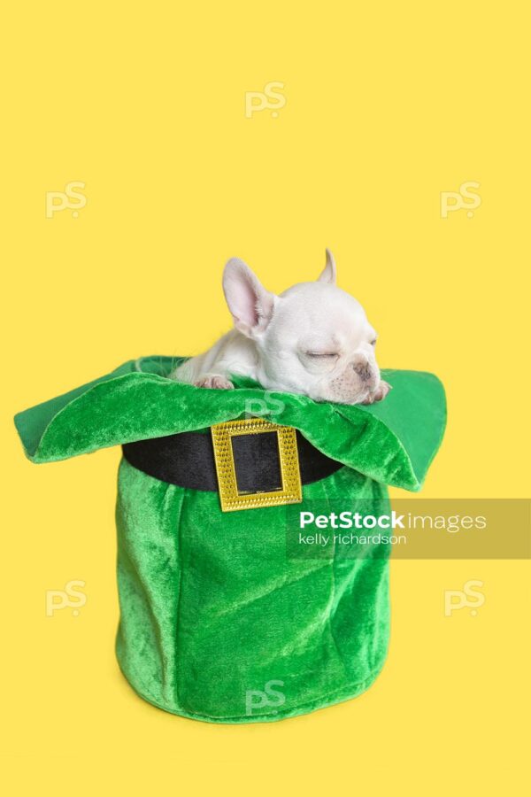 White French Bulldog puppy celebrating St. Patricks Day sleeping inside of a green leprechaun hat, yellow background.