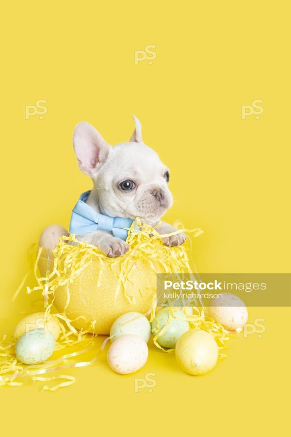 White French Bulldog Puppy celebrating Easter Holiday, so tiny fitting inside a small yellow Easter Egg, wearing a blue bow tie, with eggs, Yellow background.