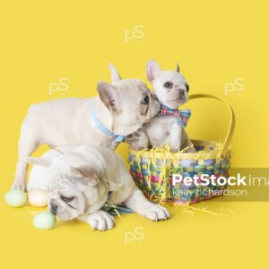 Three White French Bulldog Puppies wearing a blue bow ties playing with an assortment of pastel colored Easter Eggs,  and a colorful woven easter basket, Yellow background.