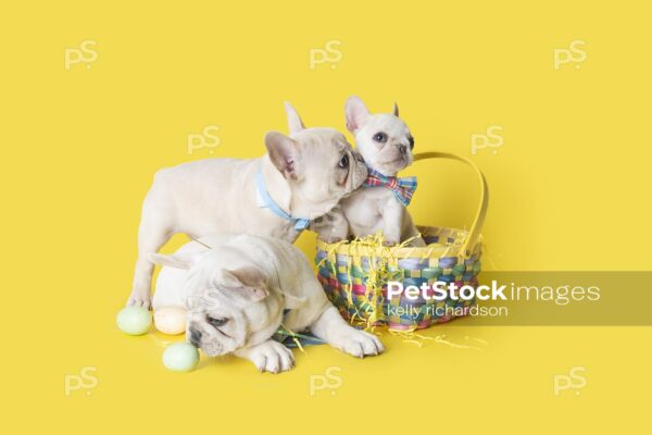 Three White French Bulldog Puppies wearing a blue bow ties playing with an assortment of pastel colored Easter Eggs,  and a colorful woven easter basket, Yellow background.