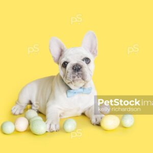 White French Bulldog Puppy wearing a blue bow tie playing with an assortment of pastel colored Easter Eggs,  Yellow background.