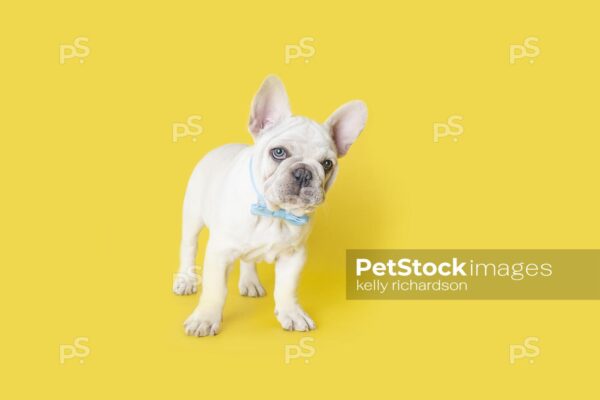 White French Bulldog Puppy wearing a blue bow tie, standing alone,  Yellow background.