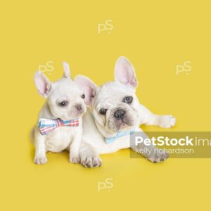 Royalty Free Photo of a Two White French Bulldog Puppies Laying Together, both wearing a cute bow tie collar, Yellow background.