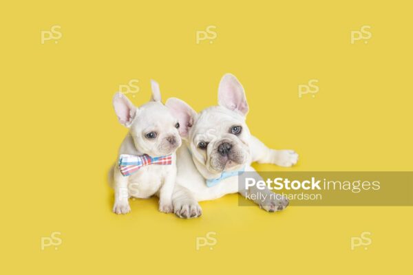 Royalty Free Photo of a Two White French Bulldog Puppies Laying Together, both wearing a cute bow tie collar, Yellow background.