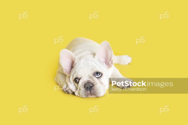 White French Bulldog Puppy laying down alone,  Yellow background.