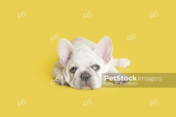 White French Bulldog Puppy laying down alone,  Yellow background.