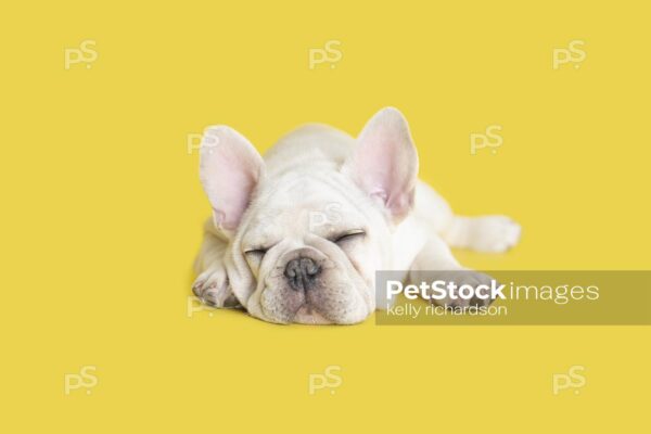 Sleeping White French Bulldog Puppy laying down alone,  Yellow background.