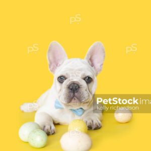 White French Bulldog Puppy celebrating Easter Holiday, chewing on pastel colored easter Eggs, Yellow background.