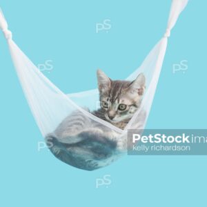 Gray tabby kittten laying inside of a tulle hammock, blue background.