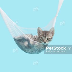 Gray tabby kitten laying inside of an transparent white tulle hammock, blue background. 