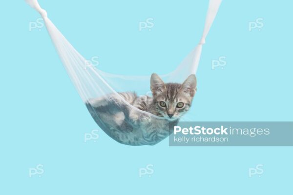 Gray tabby kitten laying inside of an transparent white tulle hammock, blue background. 