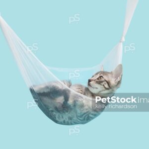 Gray tabby kitten laying inside of an transparent white tulle hammock, blue background. 