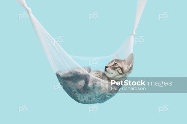 Gray tabby kitten laying inside of an transparent white tulle hammock, blue background. 