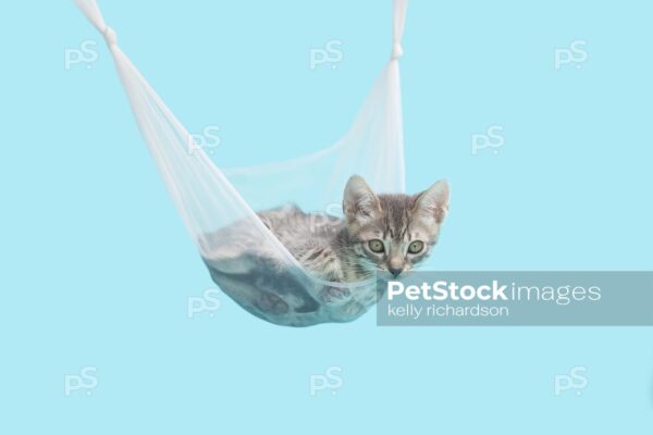 Gray tabby kitten laying inside of an transparent white tulle hammock, blue background. 