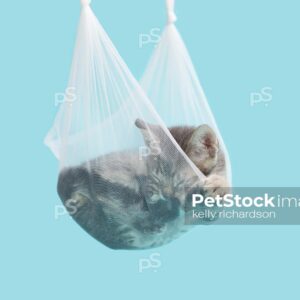 Gray tabby kitten sleeping inside of an transparent white tulle hammock, blue background. 