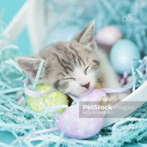 Gray and white tabby kitten sleeping in a white easter basket with easter eggs and crinkle grass, blue background.