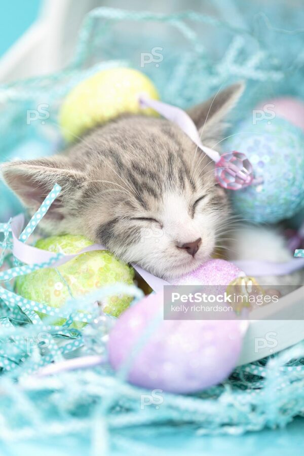 Vertical shot of Gray and white tabby kitten sleeping in a white easter basket with easter eggs and crinkle grass, blue background.