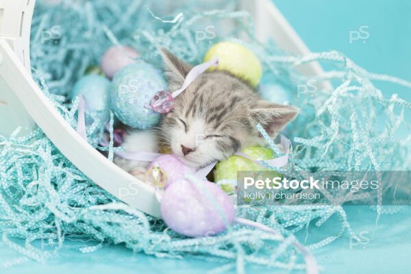 Vertical shot of Gray and white tabby kitten sleeping in a white easter basket with easter eggs and crinkle grass, blue background.