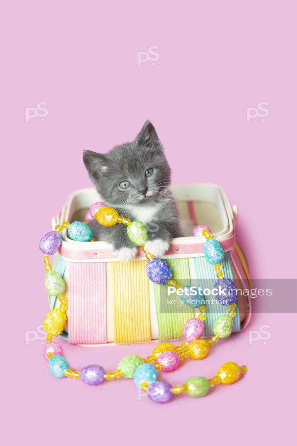 Royalty Free Stock Photo of a Gray kitten playing inside a colorful pastel Easter basket with Easter egg garland decoration, pink background.