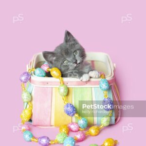 Gray kitten playing inside a colorful pastel Easter basket with Easter egg garland decoration, pink background.