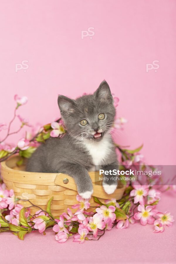 Vertical Gray kitten playing inside a tan Easter basket surrounded by pink flowers, pink background.