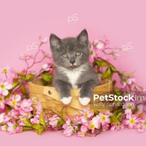 Gray and white kitten playing inside a tan Easter basket surrounded by pink flowers, pink background.