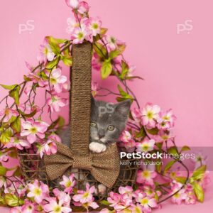 Vertical Crop Gray kitten looking our from inside a brown basket surrounded by pink flowers, pink background.