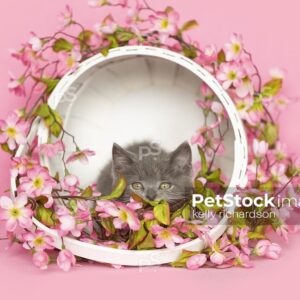 Gray kitten playing inside a white Easter basket surrounded by pink flowers, pink background.