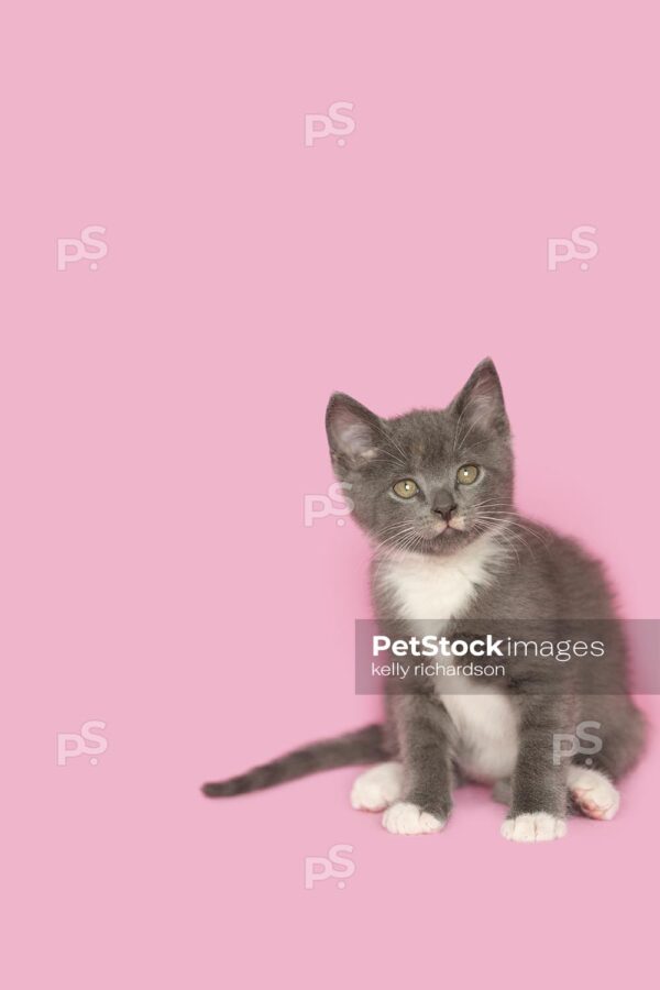 Gray and white kitten,  pink background.