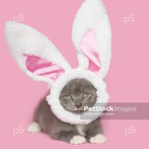 Gray kitten wearing white Easter bunny ear head band hat,  pink background.