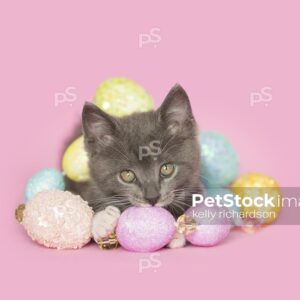 Gray kitten wrapped up in pastel colored Easter egg beaded garland decoration, pink background.