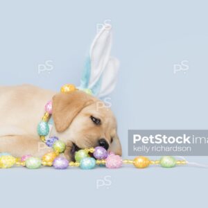 Yellow Labrador Retriever Easter Puppy wearing blue Easter Bunny ears and chewing, wrapped up and playing with colorful Easter egg garland decoration, Blue background.